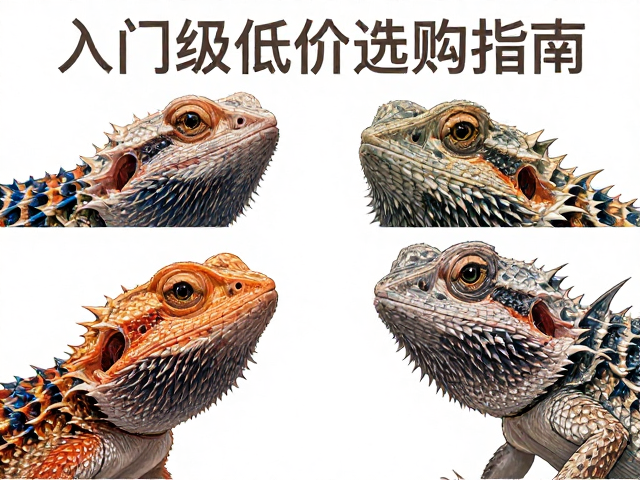 原色鬃狮蜥与十字区鬃狮蜥区别，入门级低价选购指南