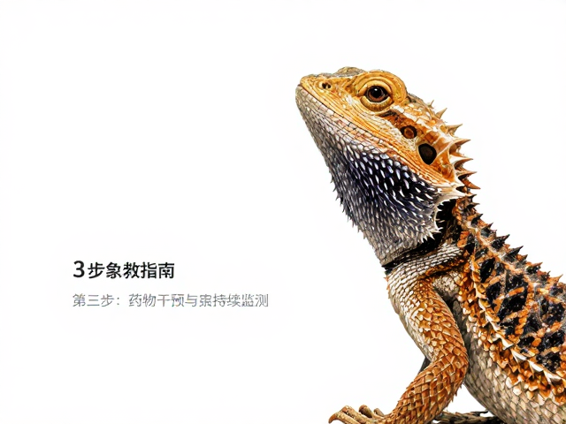 原色鬃狮蜥尖头窄颈？警惕皮肤感染前兆，3步急救指南
