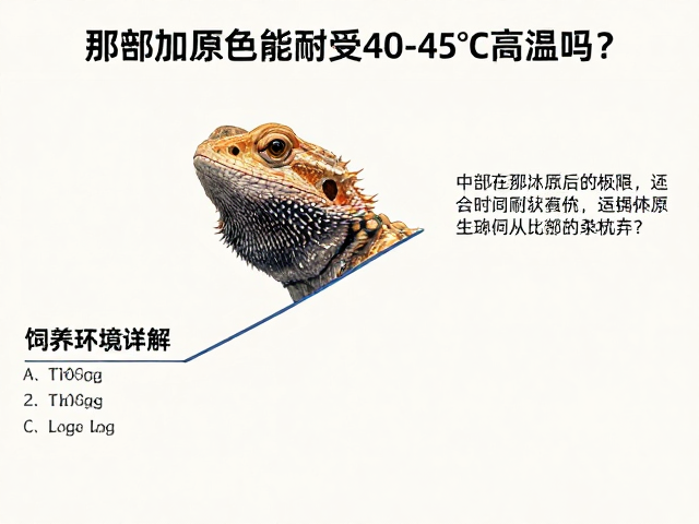 中部鬃狮蜥原色能耐受40-45&deg;C高温吗？饲养环境详解
