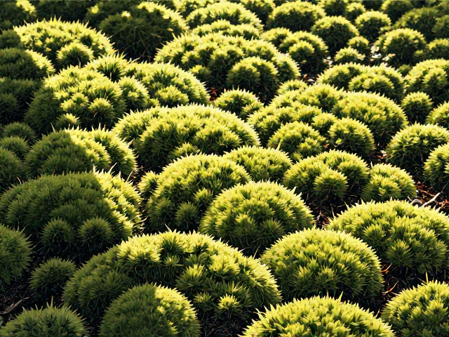 苔藓新手入门，避开过度喂食陷阱，轻松打造微景观