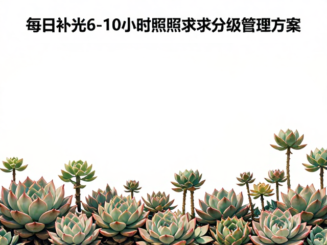 基础期光照需求与环境改造