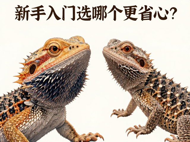 原色鬃狮蜥与十字区鬃狮蜥对比,新手入门选哪个更省心?