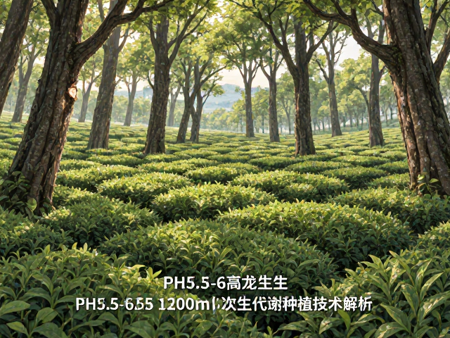 pH5.5-6.5，遮阴树共生，高海拔1200m优质茶园种植技术解析