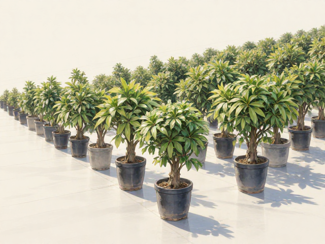 10-15cm小型植物放哪?视线平齐高度摆放指南,让空间更通透