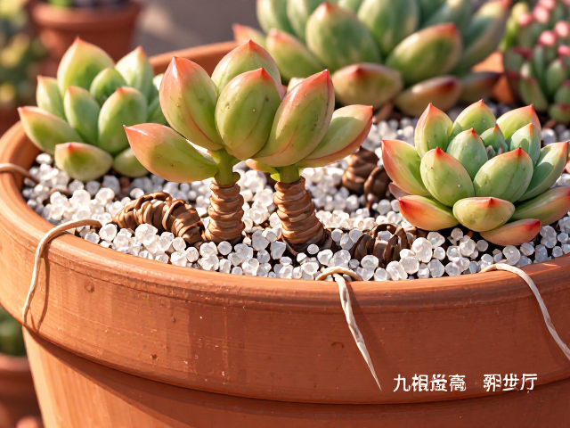 赤陶花盆,石英砂,绑带固定,多肉种植防倒伏技巧