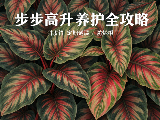 彩叶竹芋定期通风防烂根,寓意步步高升养护全攻略