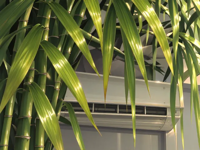 空调房养富贵竹?选对位置耐阴又旺财,叶片油绿不黄叶