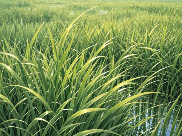 菖蒲光照指南，15-25℃最佳生长温度与养护技巧