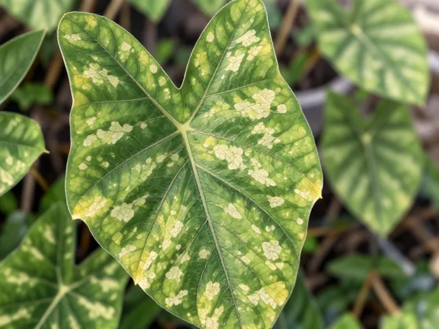 合果芋白粉病怎么处理?避免积水烂根,3招让叶片恢复翠绿