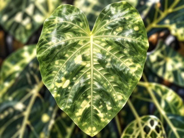 合果芋白粉病怎么处理?避免积水烂根,3招让叶片恢复翠绿