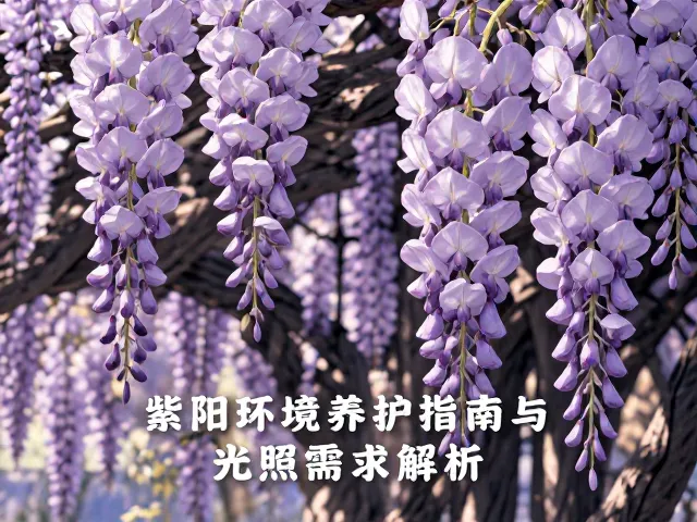 紫藤是中层灌木吗?半阴环境养护指南与光照需求解析