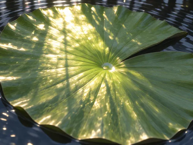白睡莲叶面角如何调节微气候?揭秘植物生态智慧
