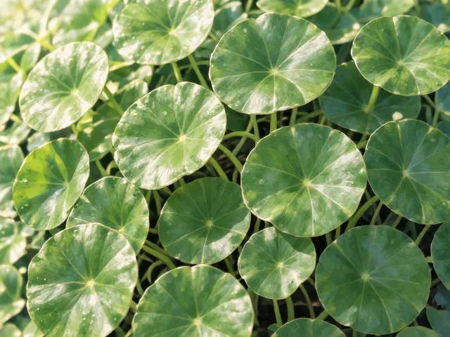 铜钱草怎么养?视觉设计师控水温秘籍,让叶片翠绿爆盆