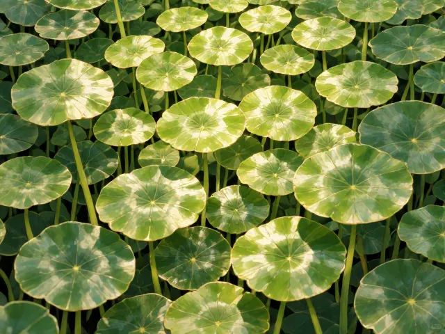 铜钱草寓意坚韧顽强,视觉设计师必看的治愈系植物灵感