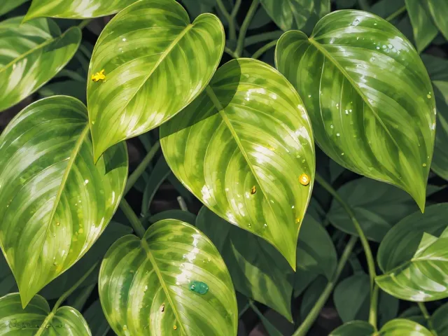 绿萝水培叶斑病怎么治？3步恢复翠绿，观叶植物养护指南