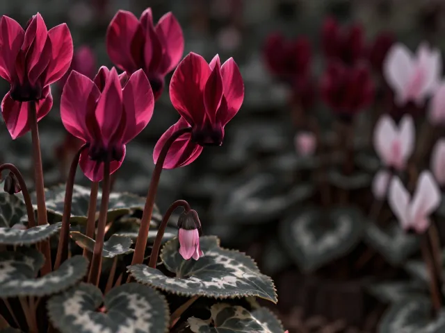 仙客来是一二年生草花吗？多数为一年生或多年生