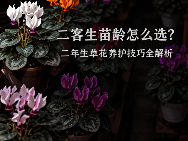 仙客来苗龄怎么选？一二年生草花养护技巧全解析