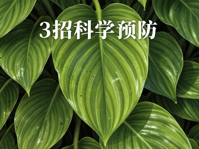 玉簪叶柄长易染叶斑病?3招科学预防,叶片油绿不生病