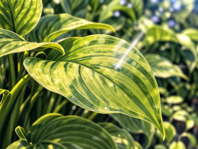 玉簪绿萝生蚜虫怎么治?喷洒技巧与急救方案