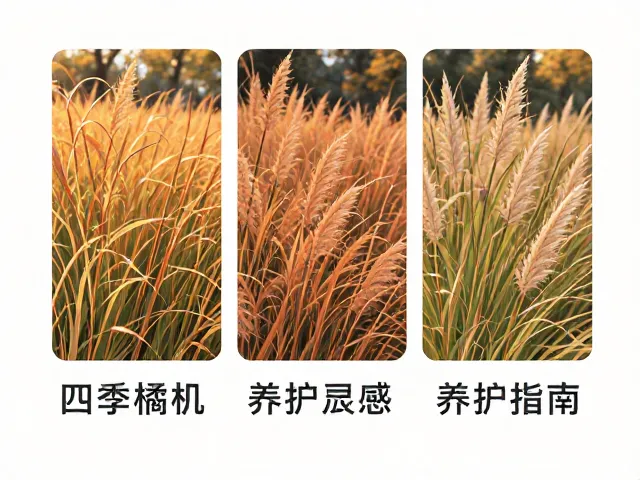 四季橘配观赏草，秋季成熟时的庭院造景灵感与养护指南