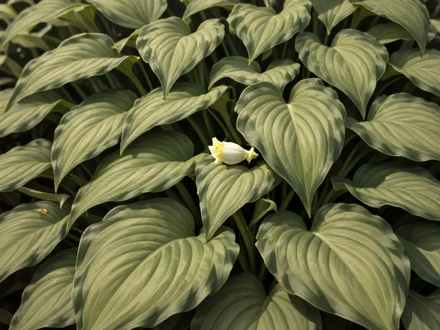 玉簪生长季定期施肥，富含有机质促花大叶茂