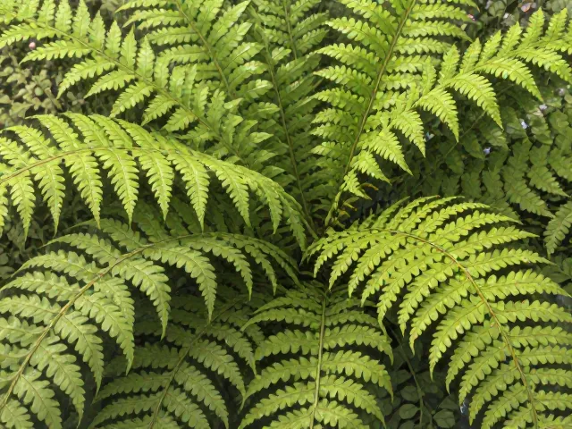 波士顿蕨夏季防介壳虫，避开浓肥，轻松养出翠绿好状态
