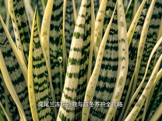 虎皮兰低温冻害怎么办？虎尾兰冻伤急救与越冬养护全攻略