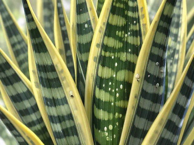 虎皮兰长介壳虫怎么办?低水分养护防虫全攻略