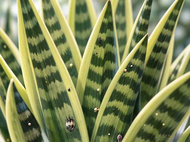 虎皮兰长介壳虫怎么办?低水分养护防虫全攻略