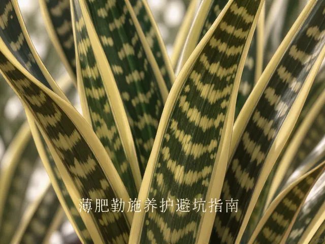 虎皮兰叶斑病怎么治?薄肥勤施养护避坑指南
