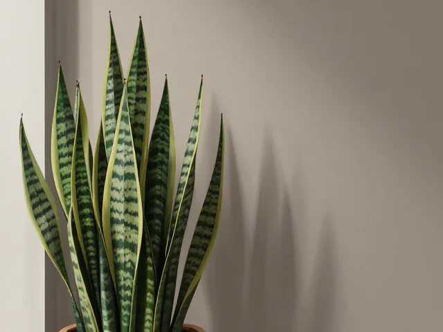 虎皮兰耐紫外线,打造现代简约风家居绿植首选