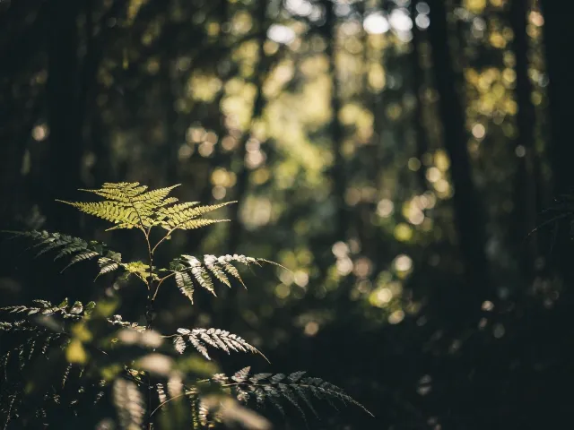 自然光线的情绪表达