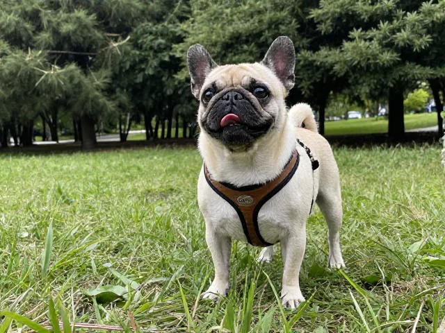 上海短鼻犬避暑徒步，郊野公园宠物友好路线全推荐