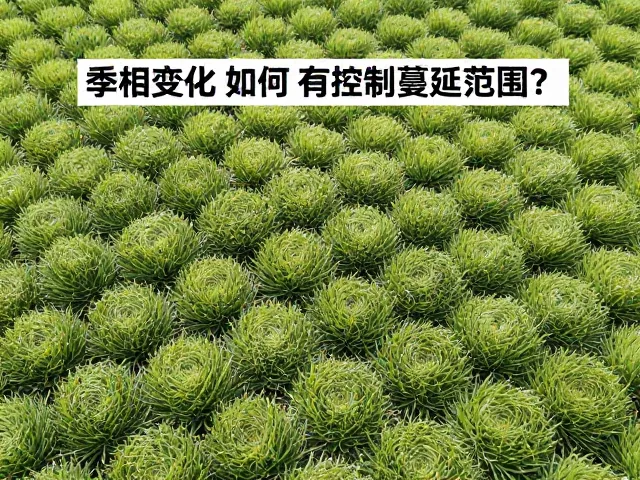佛甲草季相变化明显,如何有效控制蔓延范围?