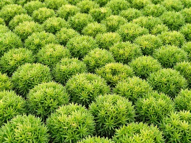 佛甲草春季施肥促花技巧,打造低矮丛生爆盆景观