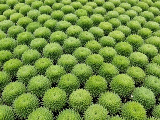 佛甲草春季施肥促花技巧,打造低矮丛生爆盆景观