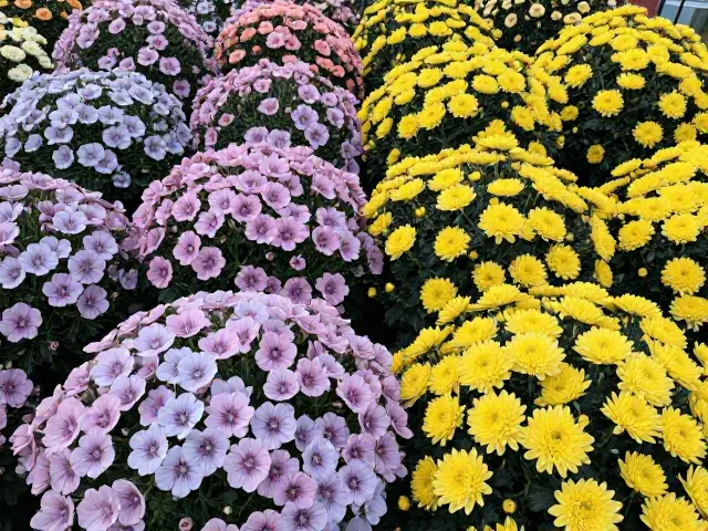 福禄考喜光还是耐阴？与菊花习性对比，教你养出爆盆花海