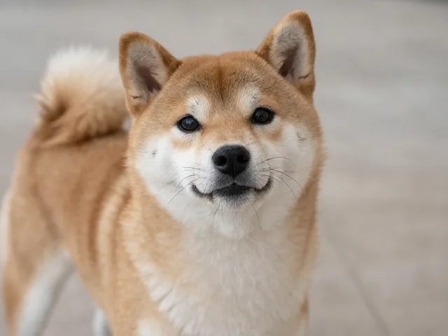 柴犬起源与长寿秘诀,室内活动推荐,陪伴12-15年