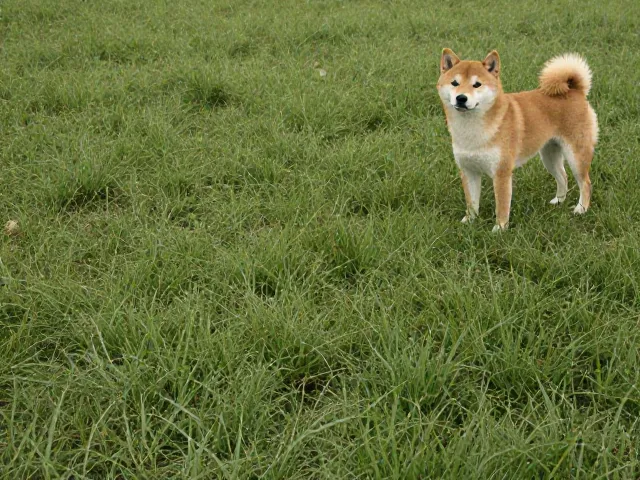 柴犬起源与习性,需要独立空间,亲人却不依赖