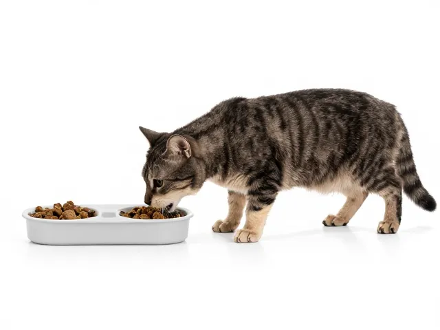 喂食盒怎么选?避免过度喂食导致宠物肥胖