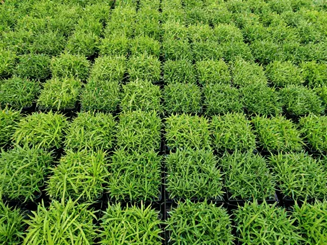 春季植物养护,渐进调温防抽搐,告别冬季静止