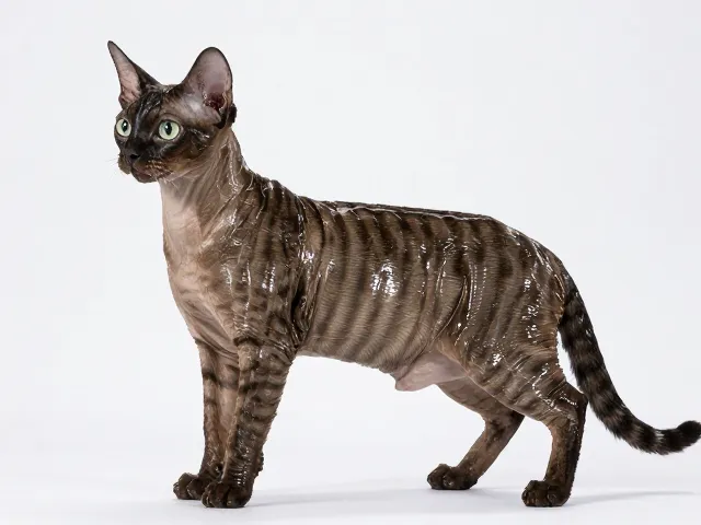 纯种个体展示比赛,光泽度好的选猫技巧与评分标准