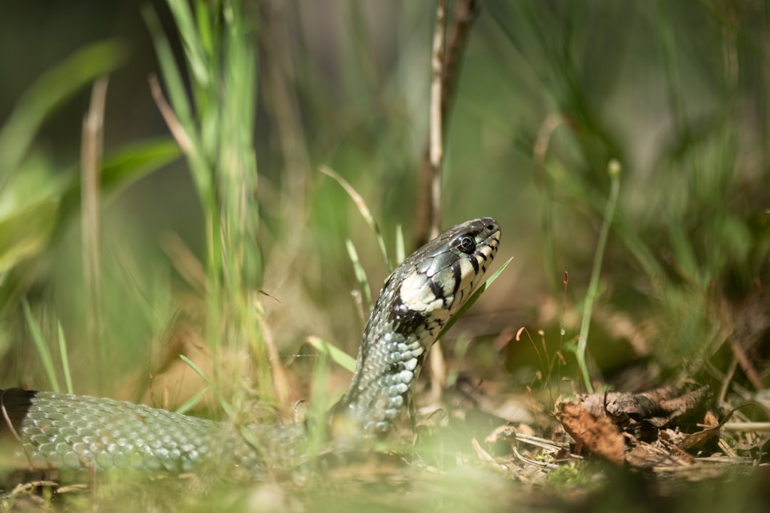 有线鼠标USB连接示意图