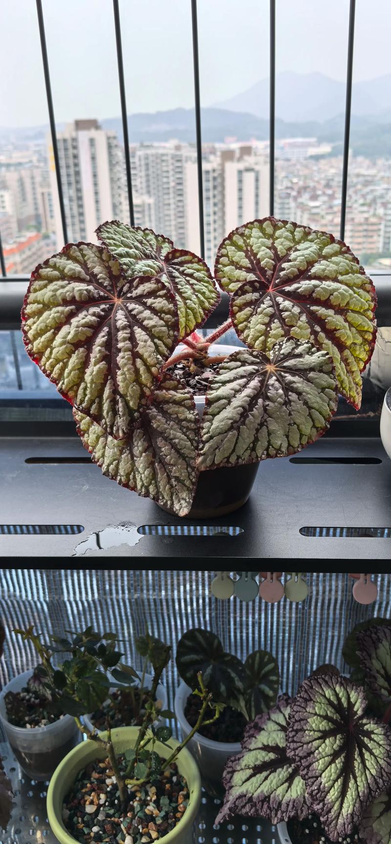 reccazr R100 KU段轴键盘深度评测：客制化新宠，秋-檀木海棠的颜值与实力