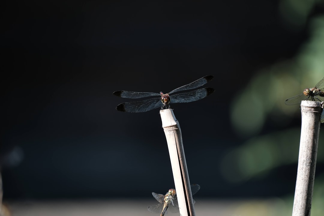 游戏场景中鼠标使用特写