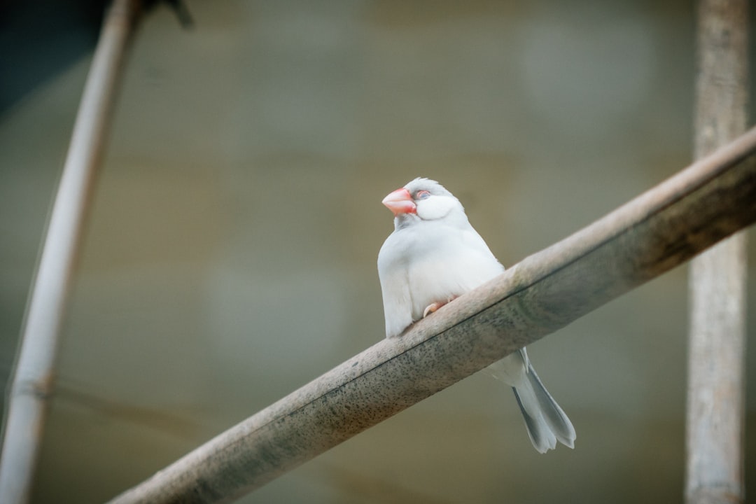 Close-up of a computer mouse sensor and buttons