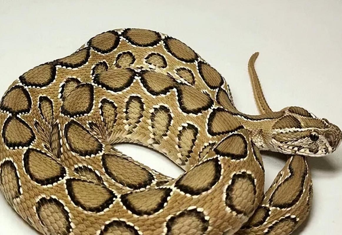 蝰蛇jsy-12 vs 摩天手M6DM vs Alienware AW610M 深度对比