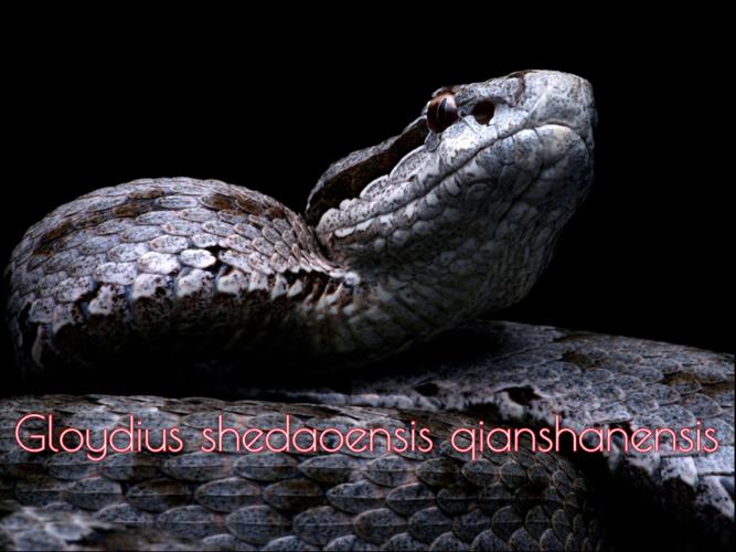 鼠标握持特写，强调人体工学设计