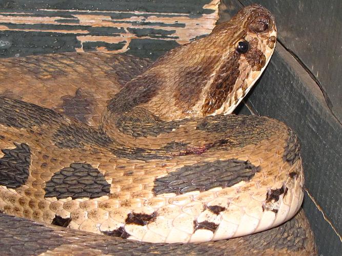 显卡性能测试场景，象征硬件性能评估