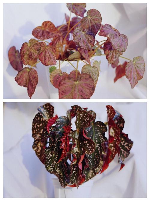 用户选购键盘场景